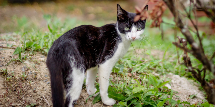 Schwarzweiße Streunerkatze steht auf einem Stein