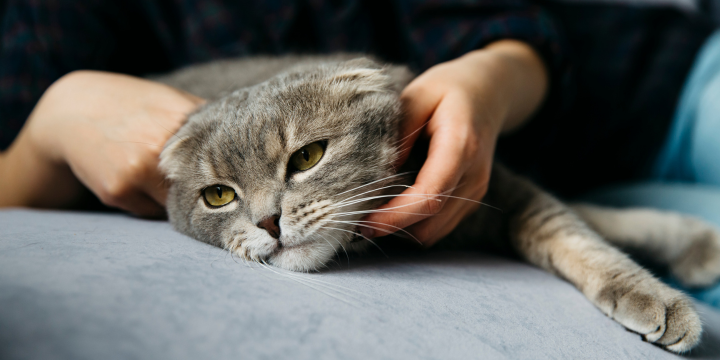 Ab wann Katze kastrieren: Das optimale Alter und was Du wissen solltest