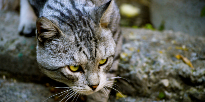 So lebt Deine blinde Katze sicher als Freigänger