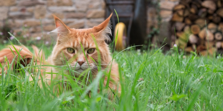 Rothaarige Katze liegt auf eine Wiese im Gras