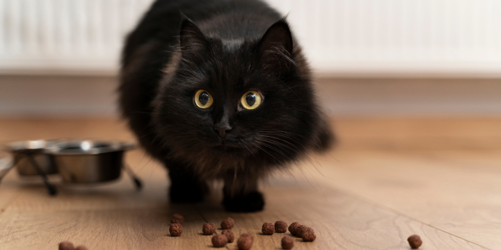 Schwarze Katze schaut ängstlich und steht nebem Ihrem Fressnapf