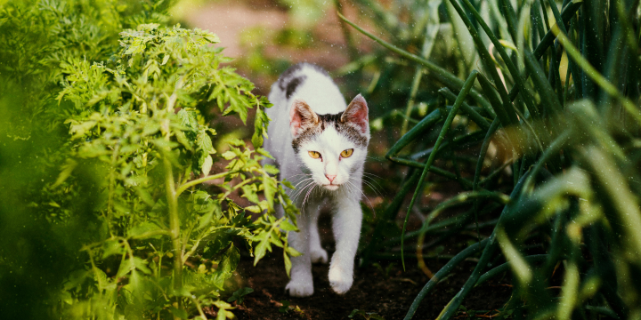 Freigänger Katze: Was Du bei der Pflege und ihrer Sicherheit beachten musst