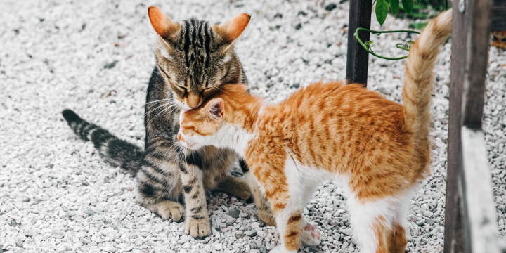 Freigänger Katzen alleine oder zu zweit: So findest du die passende Gesellschaft