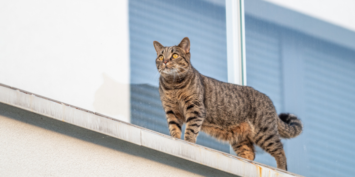 Freigänger-Katze an Balkon gewöhnen: Tipps für eine sichere Umstellung