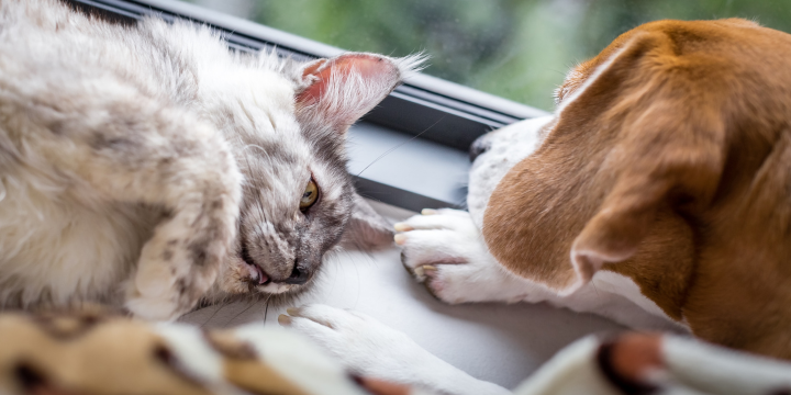 Katze und Hund liegen sich gegenüber auf einer Fensterbank