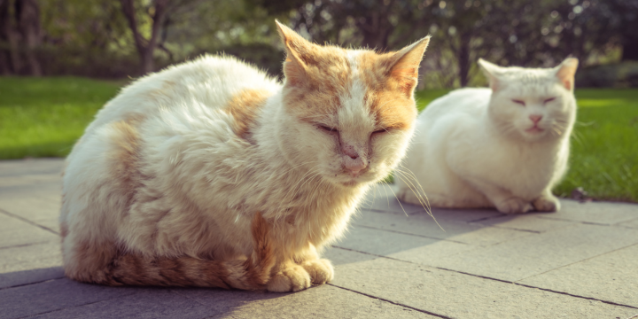 Freigänger Katze an neue Katze gewöhnen: Deine Schritt-für-Schritt-Anleitung