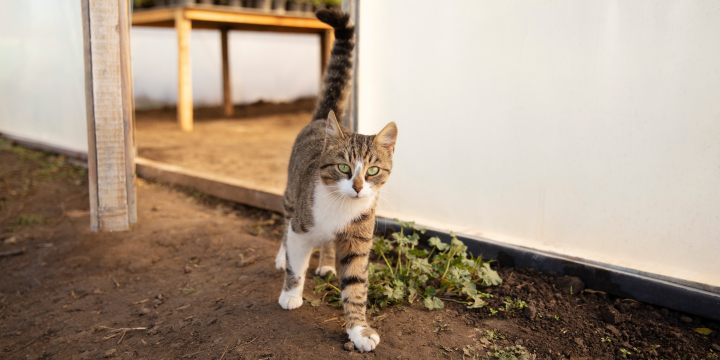 Freigänger Katze frisst wenig: Ursachen verstehen und Lösungen finden