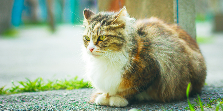 Freigänger Katze in Tierpension: Tipps für eine stressfreie Zeit