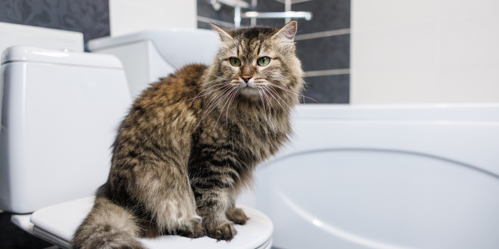 Warum deine Freigänger Katze plötzlich in die Wohnung kotet und was Du tun kannst