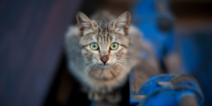 Freigänger Katze langweilt sich: Anzeichen und Lösungen für Aktivität