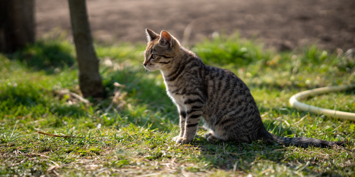 Die Lebenserwartung von Freigängerkatzen: Faktoren, Vergleiche und Tipps zur Verlängerung ihres Lebens