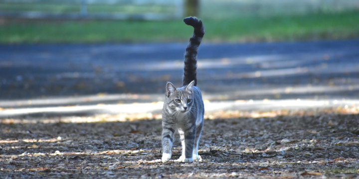 Katze läuft auf Schotter frei herum