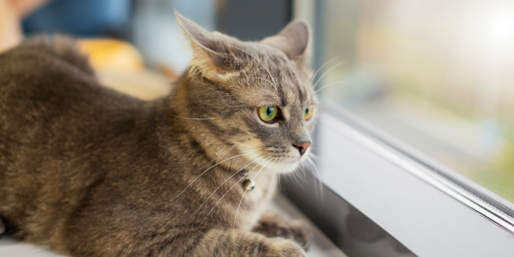 Wenn Deine Freigängerkatze drinnen bleiben muss: Gründe und Tipps für die Übergangszeit