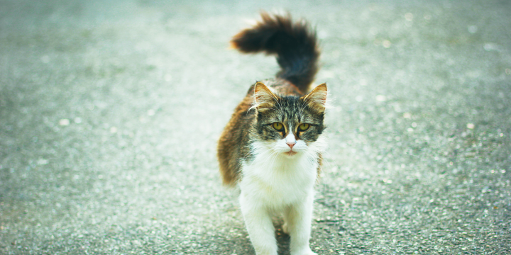 Freigänger Katze nach Umzug rauslassen: Tipps für einen stressfreien Neuanfang