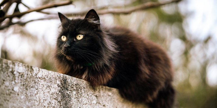 Freigänger Katze Nachbarn: Tipps zur rechtlichen Verantwortung und Konfliktlösung