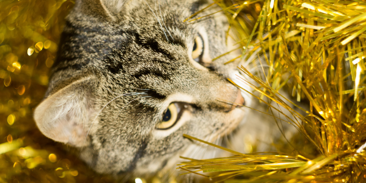 Freigänger Katze & Silvester: So Hilfst Du Deiner Katze Stressfrei durch die Nacht