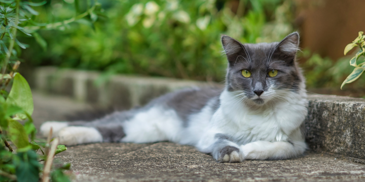 Freigänger Katze sucht neues Zuhause: Gründe und Lösungen für Halter