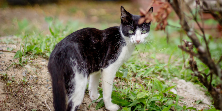 Freigänger Katze: Warum sie oft länger wegbleiben und was du tun kannst