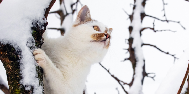 Katze klettert auf einem schneebedecktem Baum