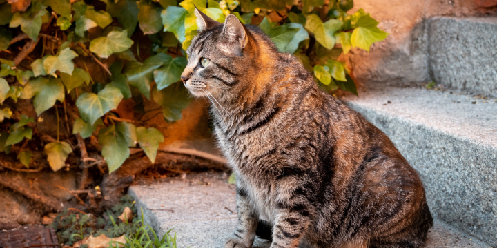 Deine Freigängerkatze wird immer dicker? Ursachen und Lösungen