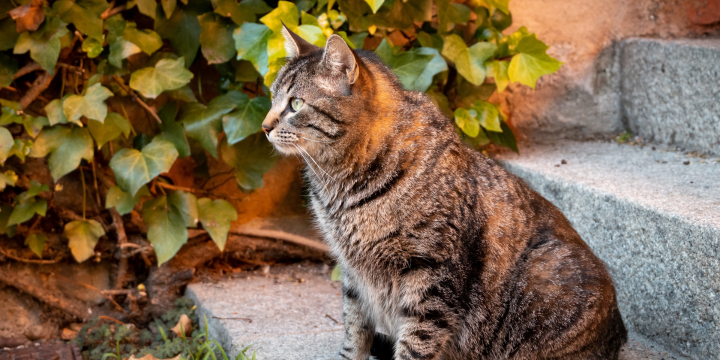 Gewicht von Freigänger Katzen: Tipps für optimale Gesundheit und Wohlbefinden