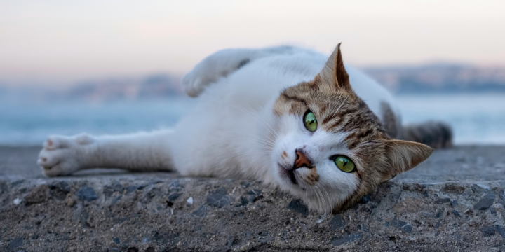 Katze liegt auf Mauer und streckt sich