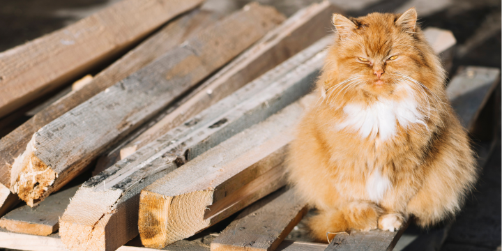 Katze sitzt auf Palette mit Holzbalken und kneift die Augen zu