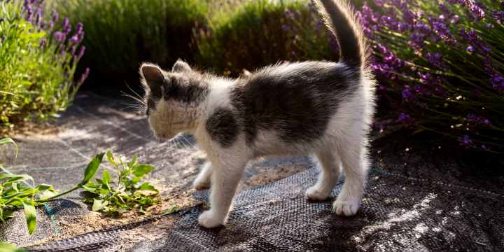 Katze draußen halten: Schritt-für-Schritt Anleitung für eine sichere Eingewöhnung