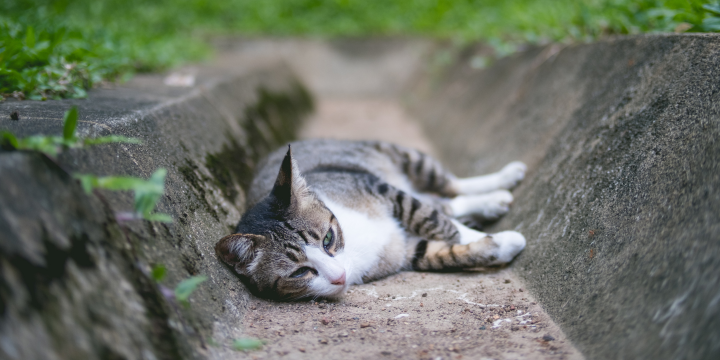 Ab wann sollte Deine Katze Freigänger werden? Vorteile, Risiken und Tipps für sicheres Draußenhalten