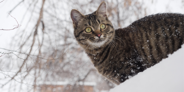 Katze hat ständig Hunger im Winter? Ursachen und Tipps für die kalte Jahreszeit