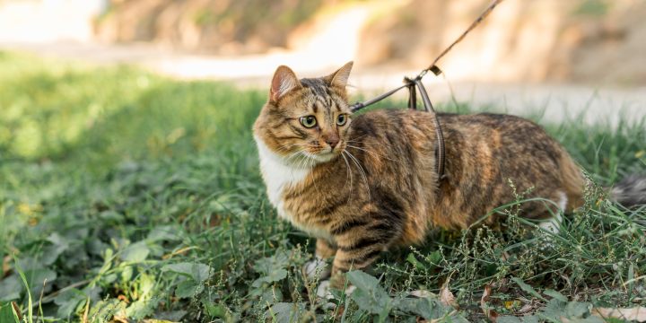 Katze zum Freigänger machen: Tipps für einen sicheren ersten Ausflug