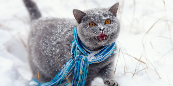 Britisch Kurzhaar Katze mit Schal in winterlichen Landschaft draußen unterwegs