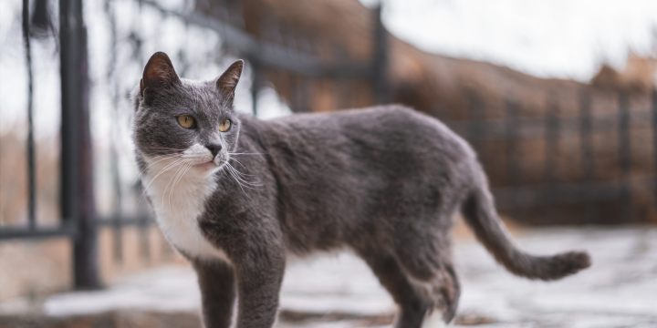 Katzen Freigang: Ab welchem Alter und wie Du startest