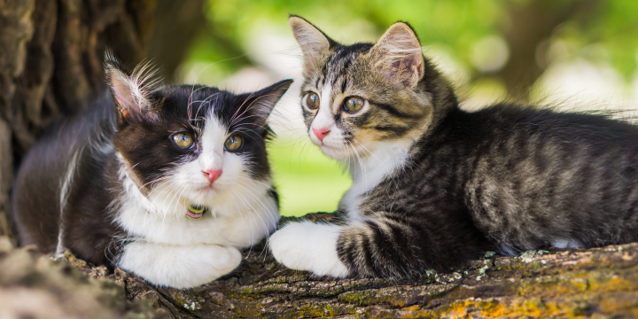 Katzen Paarung: Anzeichen und Phasen verständlich für Katzenbesitzer:innen