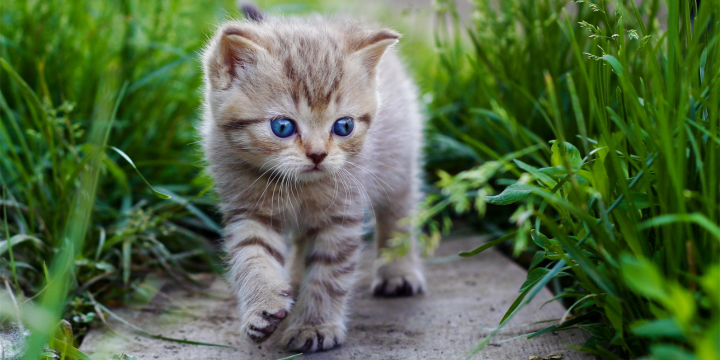 Katzenbaby gefunden – was tun? Einfache Schritte zur Rettung und Pflege