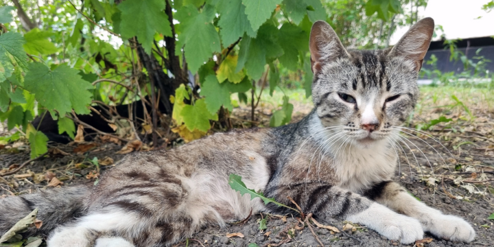 Streunende Katze kommt immer wieder: Tipps zum Umgang und Identifikation