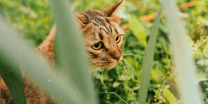 Streuner Katze im Grünen versteckt sich hinter Blättern