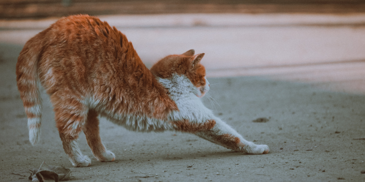 Streunerkatze zutraulich machen: Praxistipps für nachhaltigen Erfolg