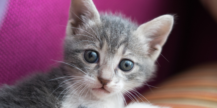 Kleine Katze schaut mit Ihren großen Augen in die Kamera