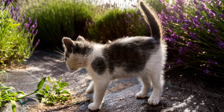 Wie schnell sind Katzen? So schnell können diese Tiere sprinten und laufen