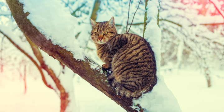 Katze sitzt auf einem verschneiten Baumstamm